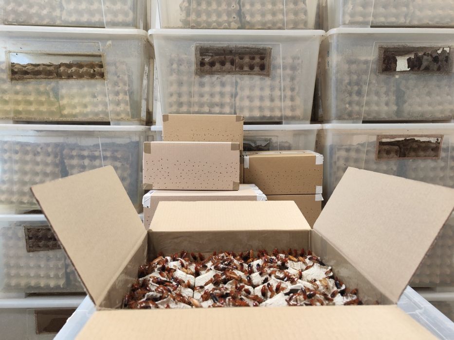 1500 sztuk karaczanów tureckich 1,5-3 cm