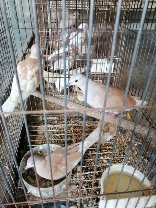 Pombas Viuvinhas, king, Leque, Rola Mansa