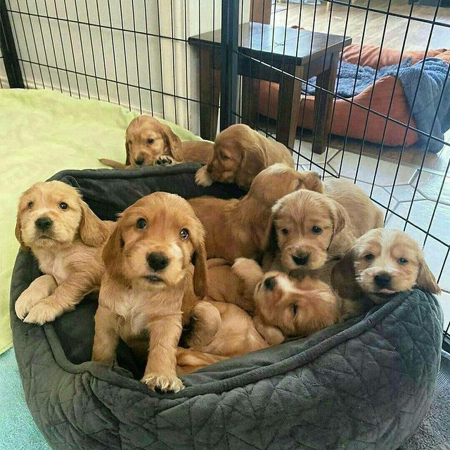 Англійський кокер-спаніель — вишуканість, яка відчувається з першого д