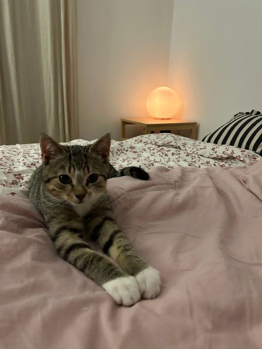 Młody Toto szuka domku!