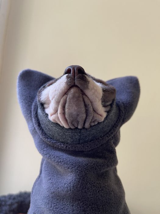 Шапка для сфінкса кота кішки кошеня одежда для кота свитер толстовка