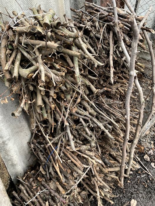 сухий хмиз вʼязані гілки плодових дерев