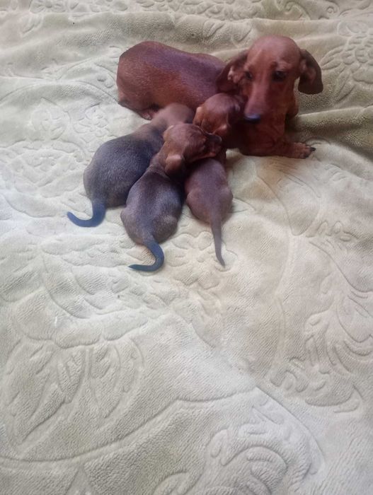 Jamnik Króliczy krótkowłosy(jedna sunia zarezerwowana). Opole • OLX.pl