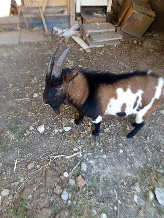 Cabra bode anã para venda
