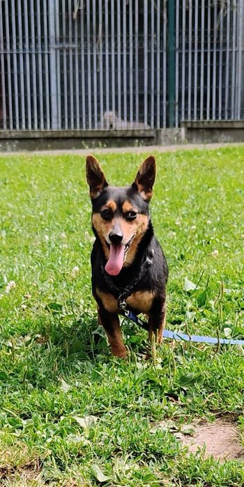 Mikro piesek mix pinczer do adopcji