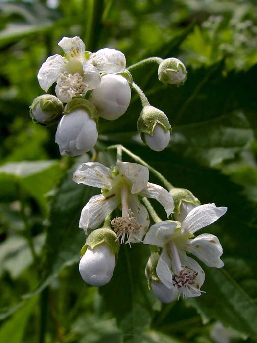 Ślazowiec pensylwański  / Sida hermathrodita Rusby