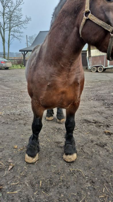 Ogier sztumski programowy