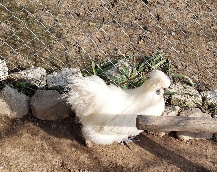 Vendo ovos galados de galinha Sedosa do Japão