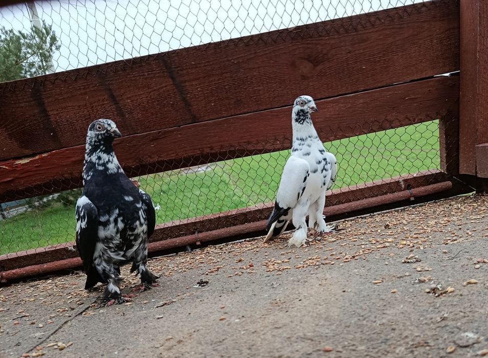 Sprzedam gołębie ozdobne RÓŻNE i pocztowego !!!