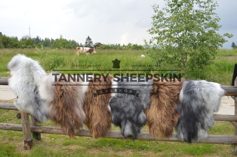 Skóra Owcza Skóry Owcze Island XXXL Różne Kolory Naturalne Dywany