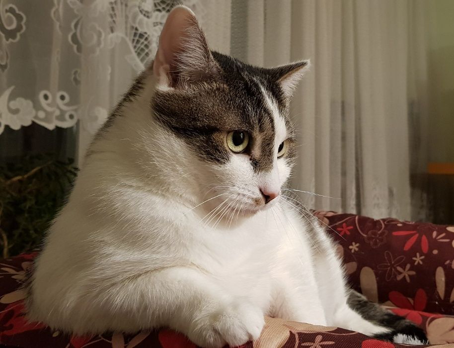 Poznań i okolice - kocurek Bastion (Stefanek) szuka domu