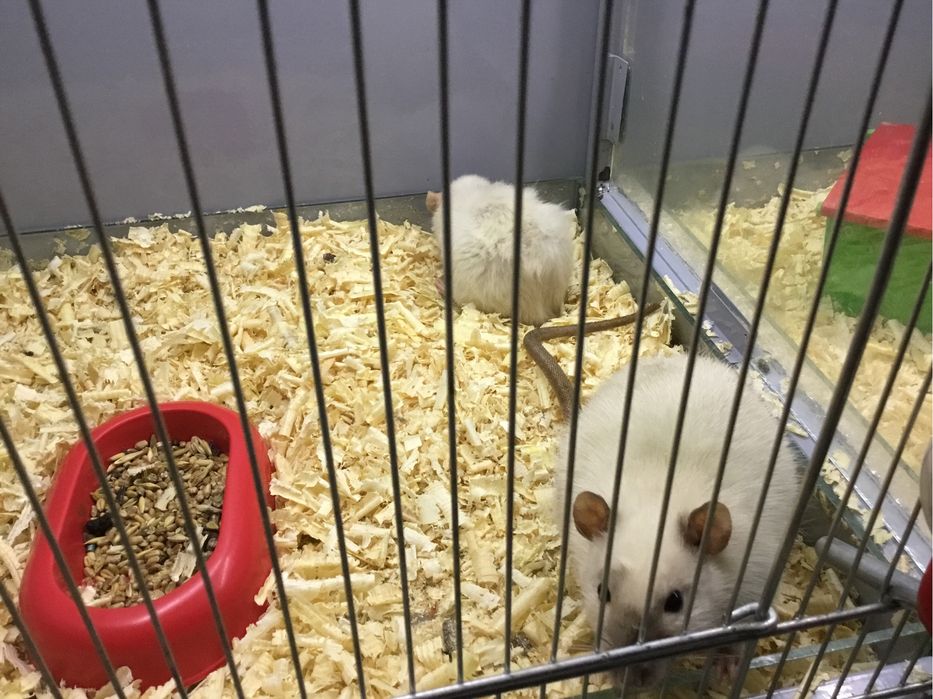 Продам декоративних щуриків