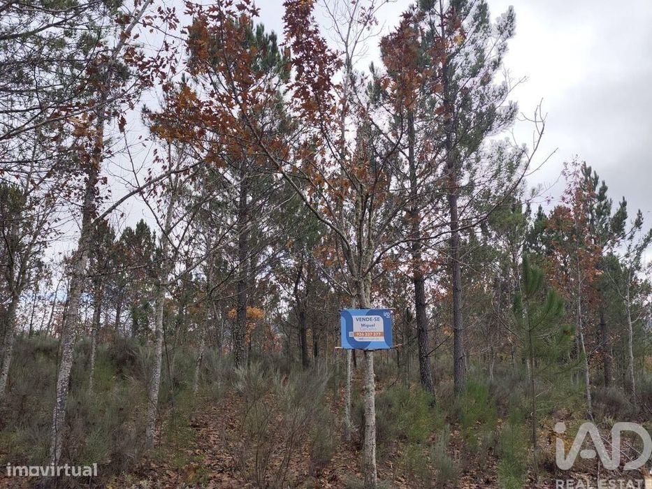 Terreno Agrícola em Sabugal e Aldeia de Santo António
