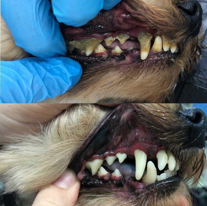 Ультразвукова чистка зубів для тварин