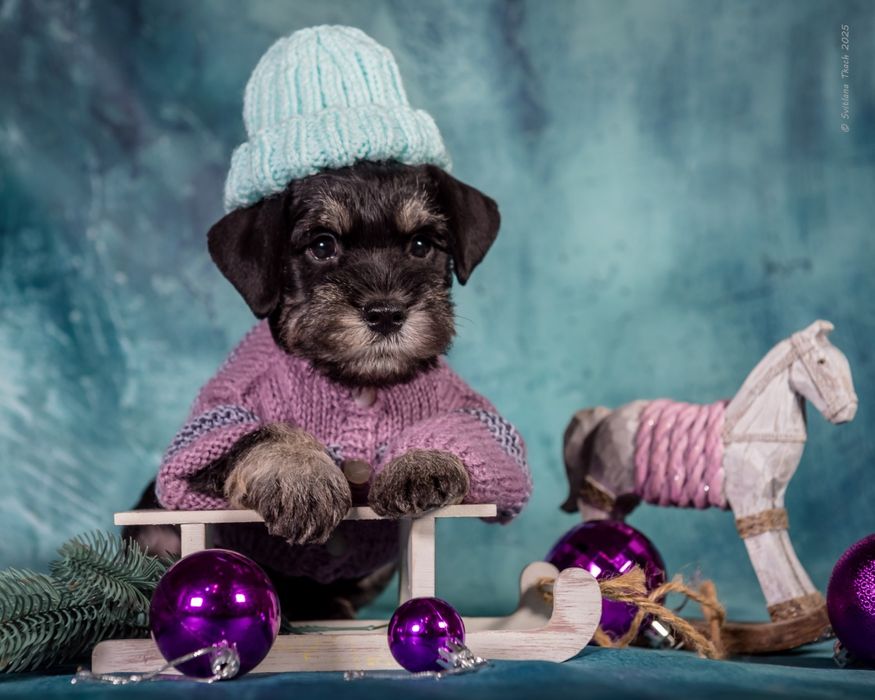 Цвергшнауцер, неймовірно гарні дітлахи