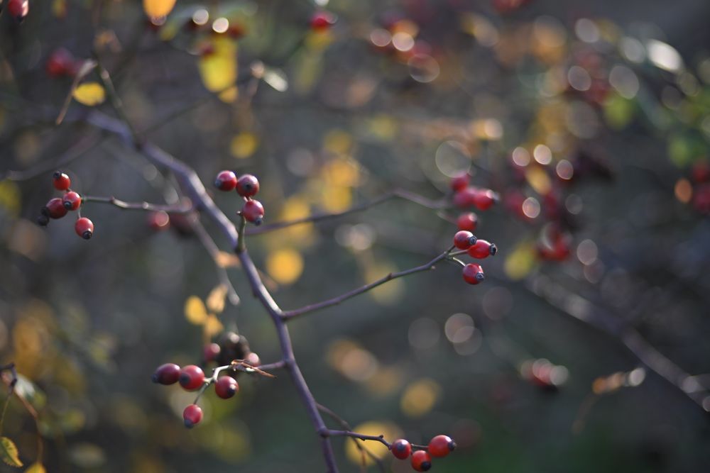 Voigtlander Heliar Classic 75/1.8