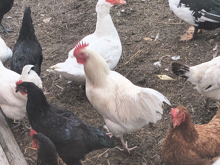 Koguty Australorp białe i czarne