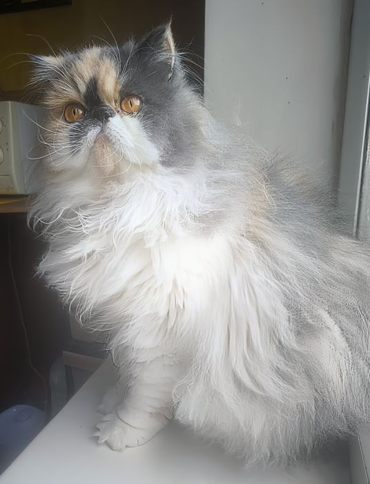 Персидская принцесса