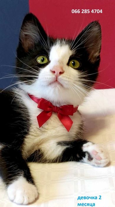 Котята котики кошки красивые  бесплатно в дар