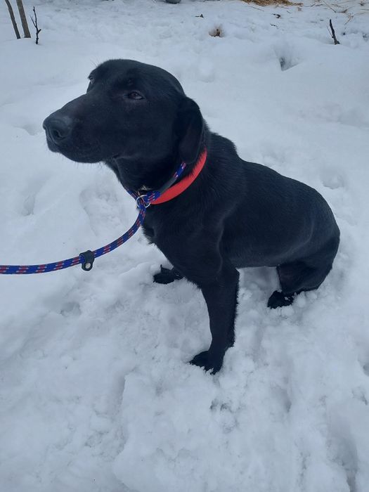 Oddam za darmo bezdomna ,dużą ,młodą suczke sterylizacja gratis.