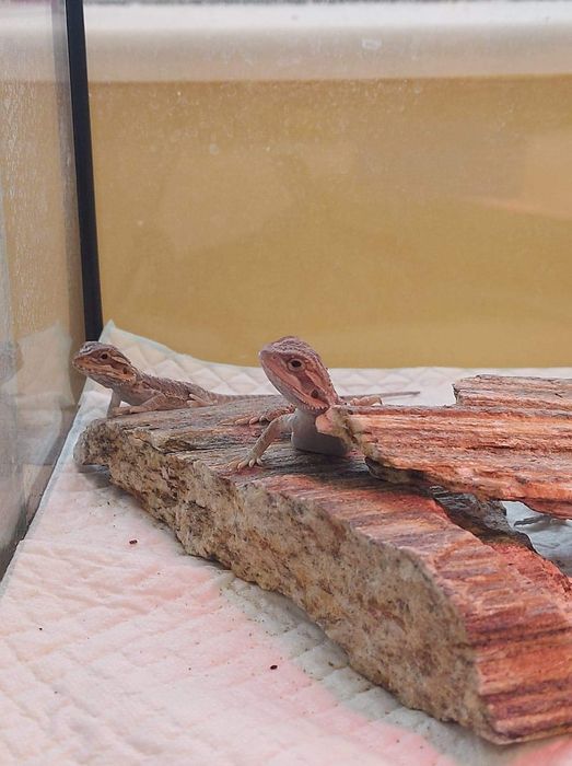 Młode agamy brodate