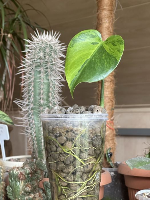 Monstera GOG Green on Green Rare / ukorzeniona