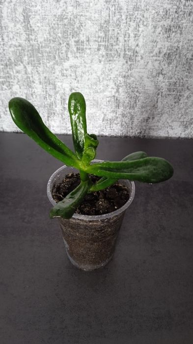 Красула хобіт овата вазон