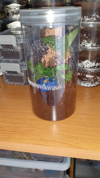 Caribena Versicolor maluchy