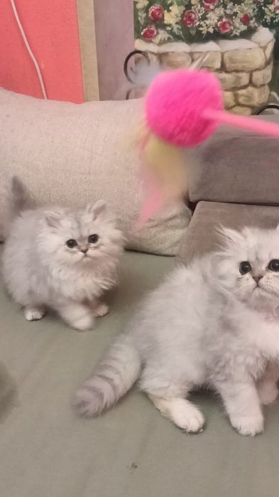 Британські довгошорстні хлопчик і дівчинка 2.5