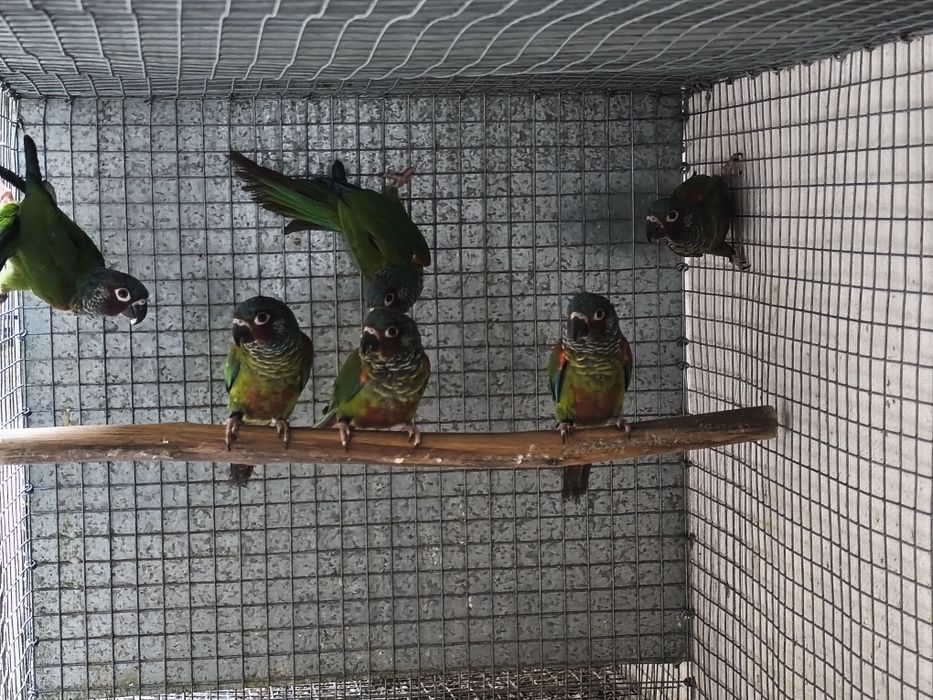 Casal Pyrrhuras Emmas