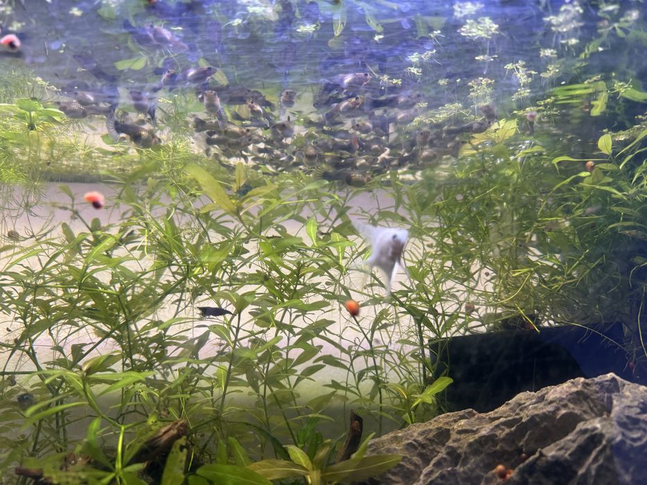 Guppies sortidos - diversas cores