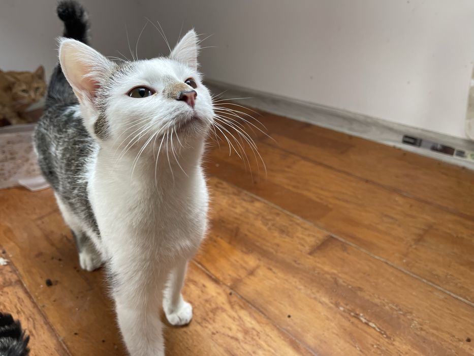 Kwieciste kociaki do adopcji!