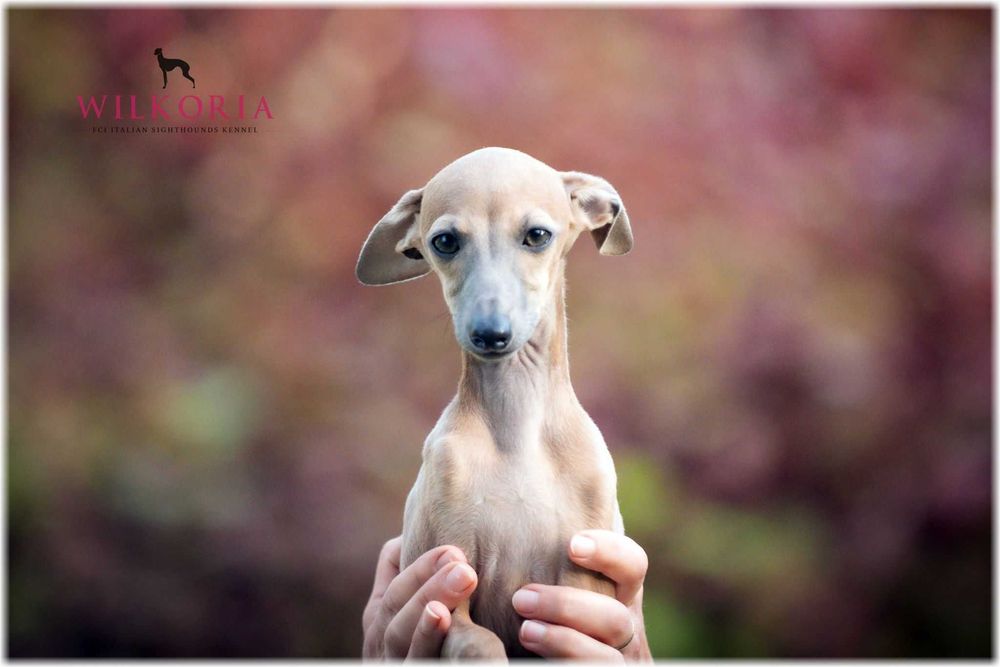 Charcik włoski * Charciki * suczka * hodowla Wilkoria FCI