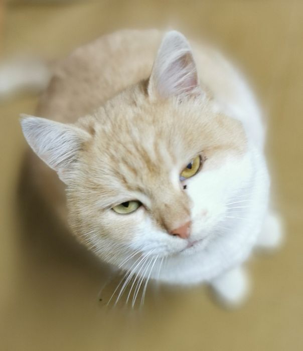 Котики   1,5 роки