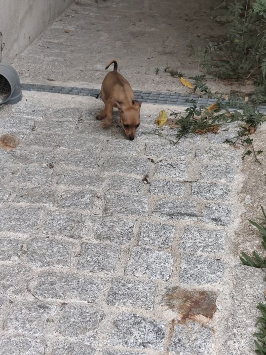 Pinscher fêmea mini