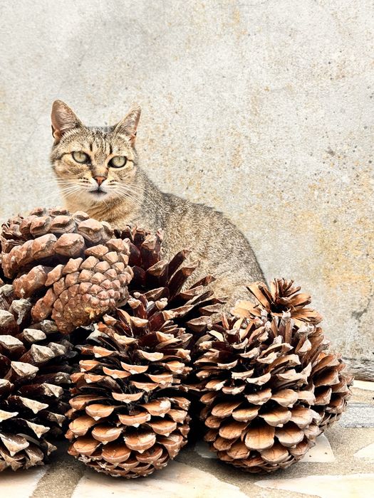 VENDO PINHAS e entrego ao domicilio !