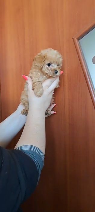 Той пудель мини мальчик