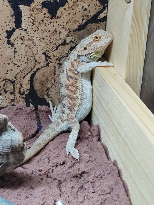 Terrarium drewniane dla agama gekon lamparci wąż