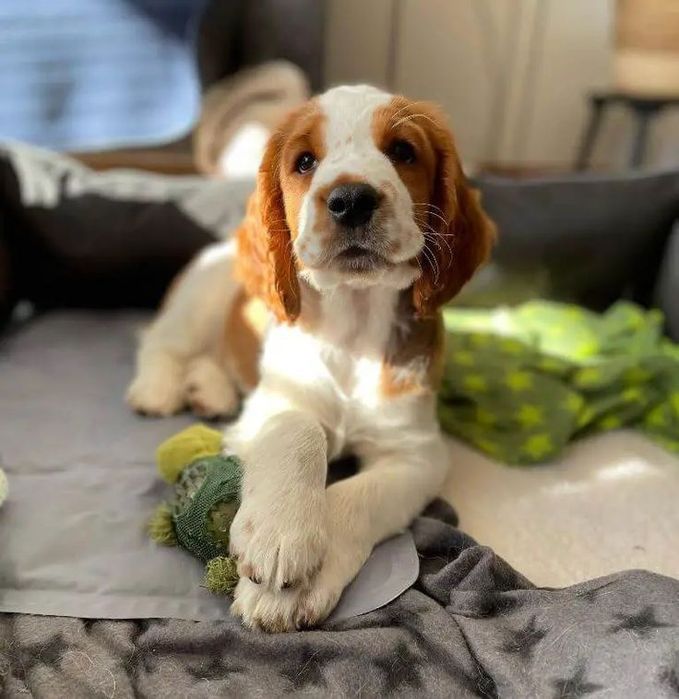 Красуня кокер-спаніель