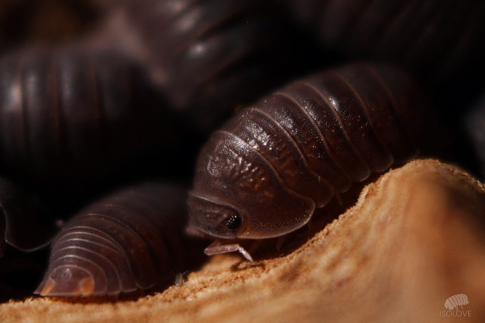 Cubaris murina, "little sea isopod", równonogi, kulanki, isopoda