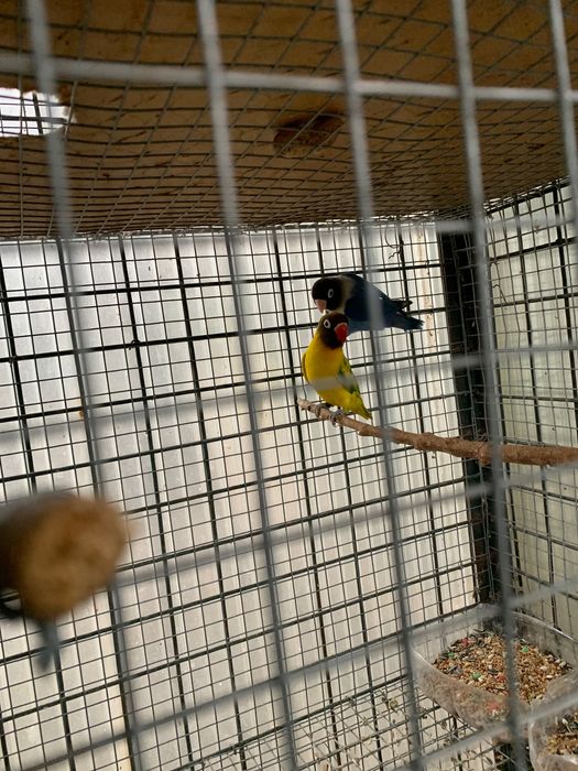 Agapornis personatas