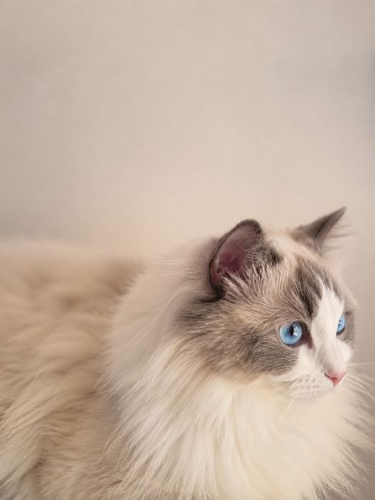 Kocurek  Ragdoll Blue Bicolor FPL/Fife