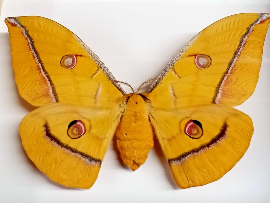 Motyl w ramce. Antheraea yamamai. Japoński jedwabnik dębowy.