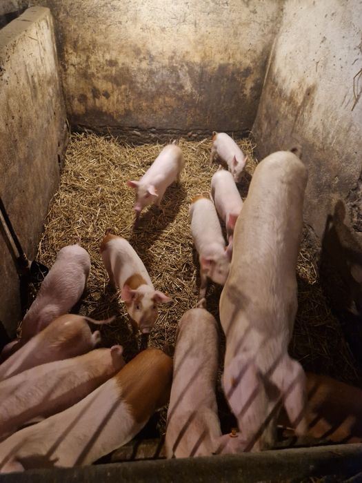 Prosiaki prosięta warchalki