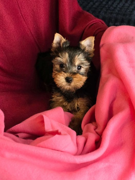 Suczka Yorkshire terrier