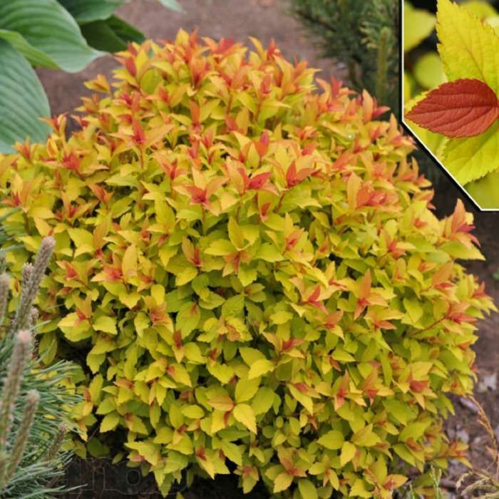 Вейгела спірея азалія декоративні рослини з власного розсадника