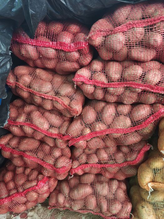 Batata vermelha Nova