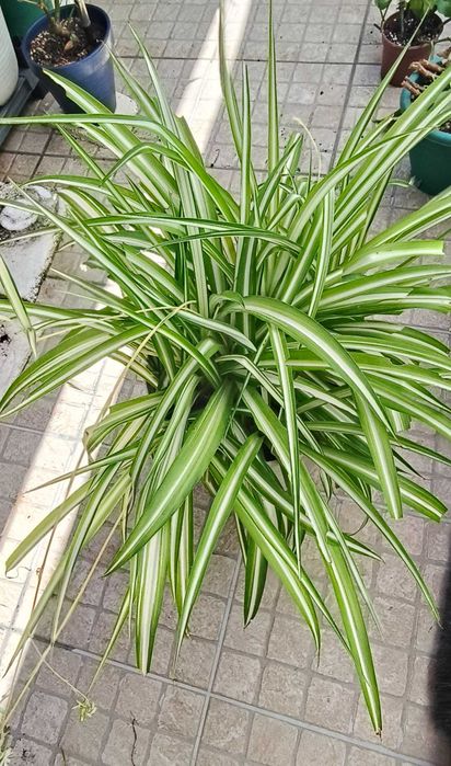 Planta Aranha / Chlorophytum