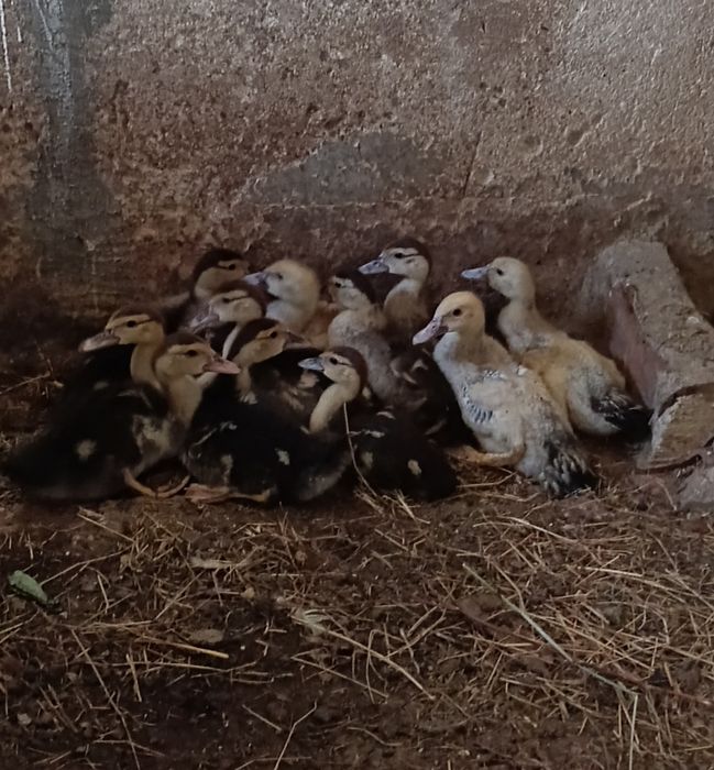 Vendo patos mudos