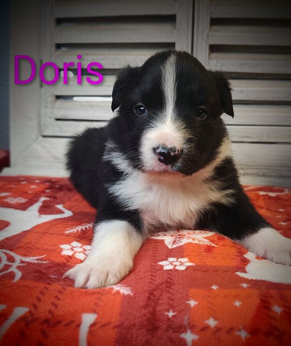 Border collie śliczna suczka przebadani rodzice